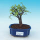 Pokój-bonsai Ulmus parvifolia-Malolistý wiąz - 1/3