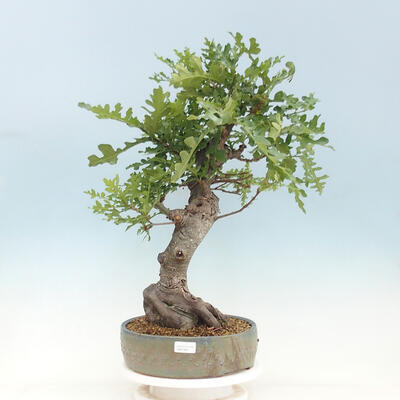 Freilandbonsai Quercus Cerris - Eiche Cer - 1