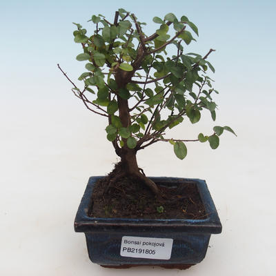 Kryty bonsai - Sagerécie thea - Sagerécie thea PB2191805 - 1