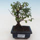 Kryty bonsai - Sagerécie thea - Sagerécie thea PB2191805 - 1/4
