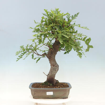 Freilandbonsai Quercus Cerris - Eiche Cer - 1