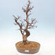 Outdoor bonsai - Pseudocydonia sinensis - Pigwa chińska - 1/7