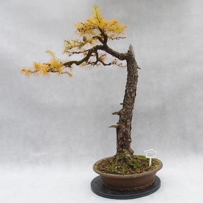 Outdoor bonsai -Modřín opadavý- Larix decidua - 1