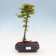 Bonsai na zewnątrz - Acer palmatum Shishigashira - 1/3