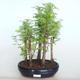Outdoor bonsai -Metasequoi - Chińska metasequoia GLOSSY - 1/3