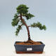 Outdoor bonsai - Juniperus chinensis Kishu-Chinese Juniper - 1/4