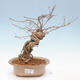 Outdoor bonsai - piękny Callicarpa - 1/6