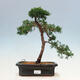 Outdoor bonsai - Juniperus chinensis Kishu-Chinese Juniper - 1/4