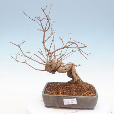 Outdoor bonsai - piękny Callicarpa - 1
