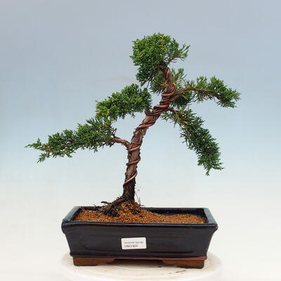 Outdoor bonsai - Juniperus chinensis Kishu-Chinese Juniper - 1