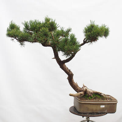 Bonsai zewnętrzne - Sosna błotna - Pinus uncinata - 1