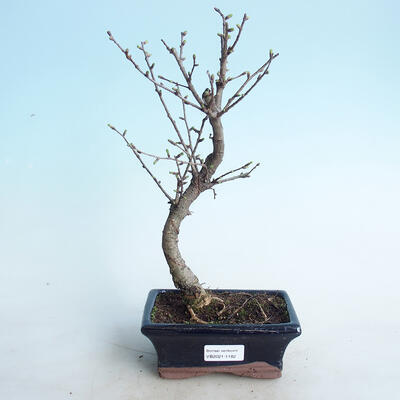Outdoor bonsai -Pseudolarix amabis-Pamodřín - 1