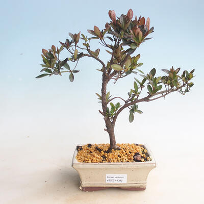 Outdoor bonsai - Rhododendron sp. - Różowa azalia - 1