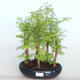 Outdoor bonsai -Metasequoi - Chińska metasequoia GLOSSY - 1/3