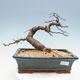Outdoor bonsai -Larix decidua - modrzew - 1/4