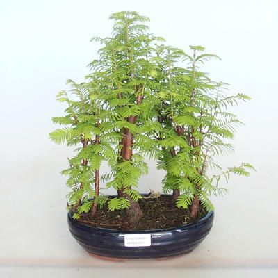 Outdoor bonsai -Metasequoi - Chińska metasequoia GLOSSY - 1