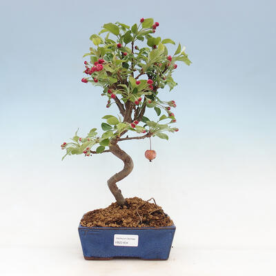 Outdoor bonsai -Malus Halliana - owocach jabłoni - 1