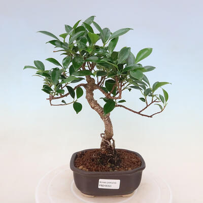 Kryty bonsai - Ficus kimmen - figowiec drobnolistny