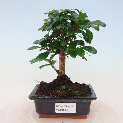 Bonsai do wnętrz - Carmona macrophylla - herbata Fuki - 1