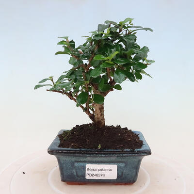 Bonsai do wnętrz - Carmona macrophylla - herbata Fuki - 1