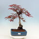 Outdoor bonsai - Acer palmatum Atropurpureum - Czerwony klon palmowy - 1/5