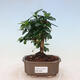 Bonsai do wnętrz - Carmona macrophylla - herbata Fuki - 1/5