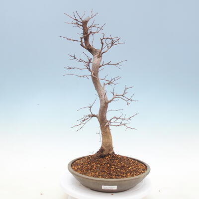 Outdoor bonsai -Carpinus CARPINOIDES - Koreański Grab - 1