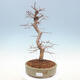 Outdoor bonsai -Carpinus CARPINOIDES - Koreański Grab - 1/5
