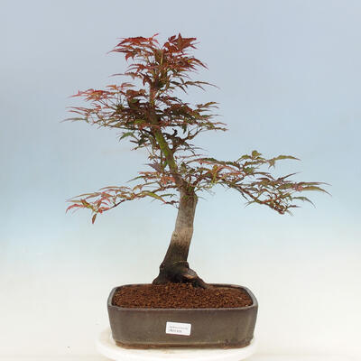 Outdoor bonsai - Acer palmatum Atropurpureum - Czerwony klon palmowy - 1