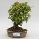 Outdoor bonsai - Buergerianum Maple - Burger Maple - 1/6