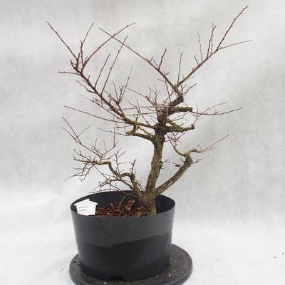 Outdoor bonsai Clay - liście - parviflora Ulmus - 1