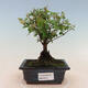Kryty bonsai - Sagerécie thea - Sagerécie thea - 1/5