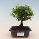 Kryty bonsai - Sagerécie thea - Sagerécie thea - 1/5
