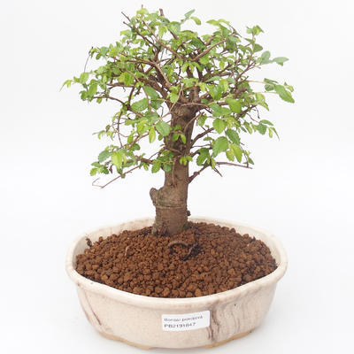 Kryty bonsai - Ulmus parvifolia - Wiąz mały liść PB2191847 - 1