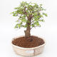 Kryty bonsai - Ulmus parvifolia - Wiąz mały liść PB2191847 - 1/3