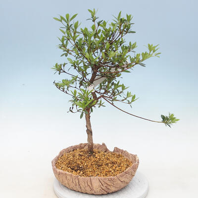Outdoor bonsai - Azalia japońska - Azalia SAKURA - 1