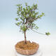 Outdoor bonsai - Azalia japońska - Azalia SAKURA - 1/3