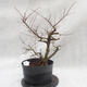 Outdoor bonsai Clay - liście - parviflora Ulmus - 1/4