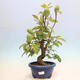Outdoor bonsai - Pseudocydonia sinensis - pigwa chińska - 1/6