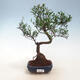 Kryty bonsai - Syzygium - Pimentovník PB2191557 - 1/3