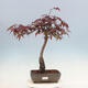 Outdoor bonsai - Acer palmatum Atropurpureum - Czerwony klon palmowy - 1/4