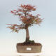 Outdoor bonsai - Acer palmatum Atropurpureum - Czerwony klon palmowy - 1/5