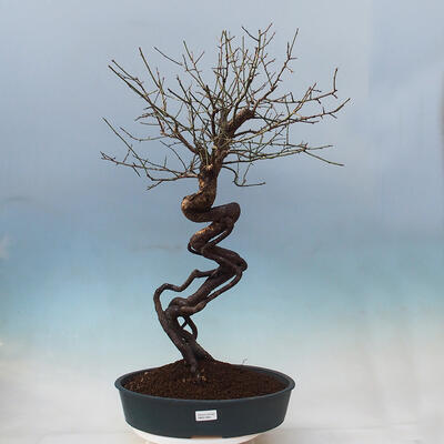 Outdoor bonsai - morela japońska - Prunus Mume - 1