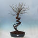 Outdoor bonsai - morela japońska - Prunus Mume - 1/6