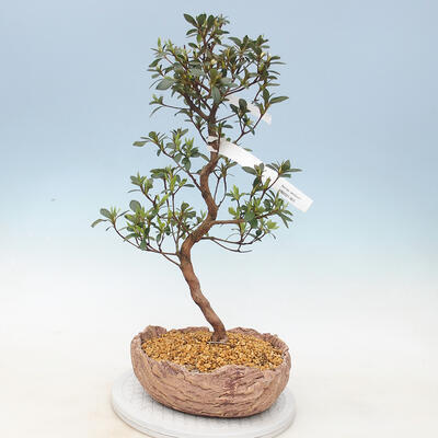 Outdoor bonsai - Azalia japońska - Azalia SUIKA - 1