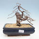 Outdoor bonsai -Larix decidua - modrzew - 1/5