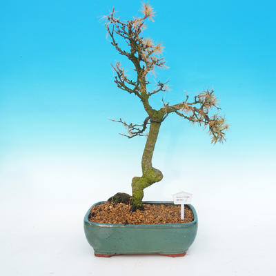 Outdoor bonsai -Modřín-liściasty Larix decidua - 1
