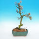 Outdoor bonsai -Modřín-liściasty Larix decidua - 1/5