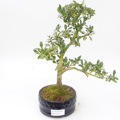 Kryty bonsai - Ilex crenata - Holly PB2191857