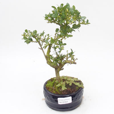 Kryty bonsai - Ilex crenata - Holly PB2191858